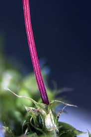 Attēlu rezultāti vaicājumam “Philonotis sporophyte”