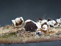 Attēlu rezultāti vaicājumam “Diderma cinereum macro”