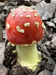 Attēlu rezultāti vaicājumam “Amaurochaete fusiformis macro”