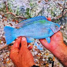 Image result for Scarus zelindae