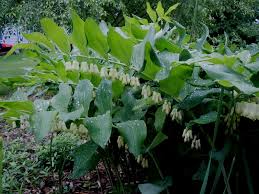 Attēlu rezultāti vaicājumam “Polygonatum multiflorum  fruit”