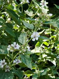 Image result for Althaea officinalis