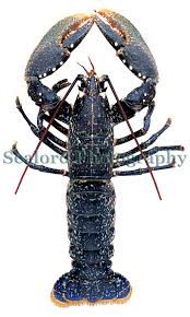 Image result for Homarus gammarus