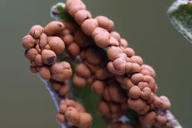 Attēlu rezultāti vaicājumam “Diderma simplex macro”