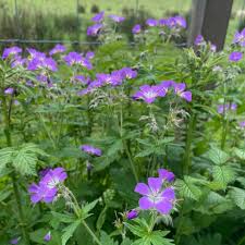Attēlu rezultāti vaicājumam “Geranium sylvaticum”
