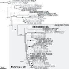 Attēlu rezultāti vaicājumam “Diderma ochraceum sessile”