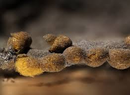 Attēlu rezultāti vaicājumam “Ophiotheca chrysosperma macro”