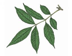 Attēlu rezultāti vaicājumam “Fraxinus pennsylvanica leaf”
