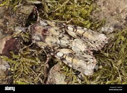 Attēlu rezultāti vaicājumam “Lacanobia contigua imago”