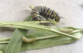 Image result for monarch caterpillar