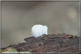 Attēlu rezultāti vaicājumam “Stemonitis virginiensis”