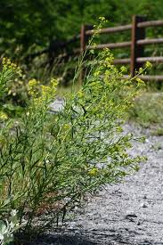 Attēlu rezultāti vaicājumam “Euphorbia virgata”