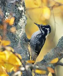 Attēlu rezultāti vaicājumam “Picoides tridactylus”