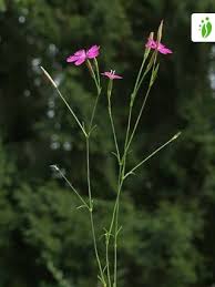 Attēlu rezultāti vaicājumam “Dianthus deltoides bud”