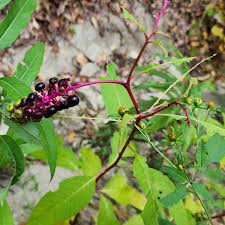 Attēlu rezultāti vaicājumam “Phytolaccaceae”