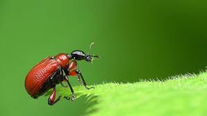 Attēlu rezultāti vaicājumam “Apoderus coryli”