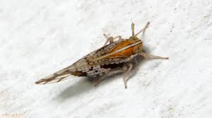 Attēlu rezultāti vaicājumam “Dicyphus nymph”