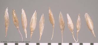 Attēlu rezultāti vaicājumam “Agrostis capillaris”