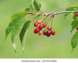 Attēlu rezultāti vaicājumam “Cerasus”