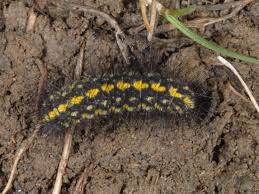 Attēlu rezultāti vaicājumam “Setina irrorella”