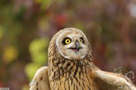 Attēlu rezultāti vaicājumam “Asio flammeus adult”