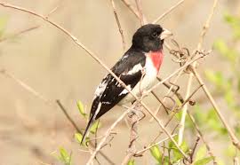 Image result for Pheucticus ludovicianus