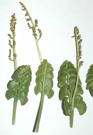 Attēlu rezultāti vaicājumam “Botrychium lunaria”