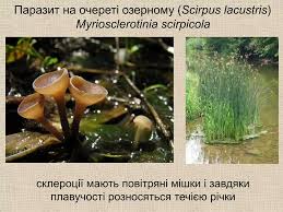 Attēlu rezultāti vaicājumam “Myriosclerotinia scirpicola”