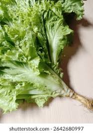 Attēlu rezultāti vaicājumam “Lactuca sativa”