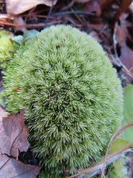 Attēlu rezultāti vaicājumam “Leucobryum glaucum”