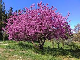 Attēlu rezultāti vaicājumam “Cercis siliquastrum”