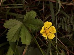 Attēlu rezultāti vaicājumam “Potentilla erecta fruit”