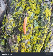 Attēlu rezultāti vaicājumam “Cimbex luteus”