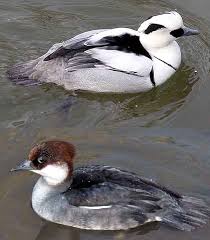 Attēlu rezultāti vaicājumam “Mergus albellus”