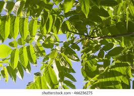 Attēlu rezultāti vaicājumam “Juglans mandshurica leaf”