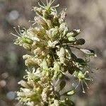 Attēlu rezultāti vaicājumam “Silene otites fruit”