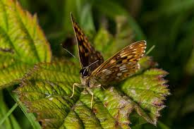 Attēlu rezultāti vaicājumam “Hamearis lucina underside”