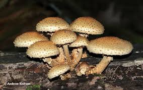 Attēlu rezultāti vaicājumam “Pholiota squarrosoides”