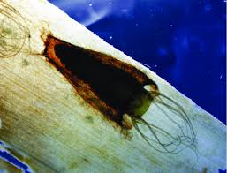 Attēlu rezultāti vaicājumam “Retinia resinella pupa”