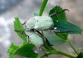 Attēlu rezultāti vaicājumam “Hoplia parvula”