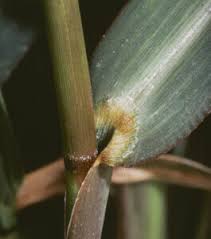 Attēlu rezultāti vaicājumam “Echinochloa crus-galli leaf”