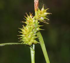 Attēlu rezultāti vaicājumam “Carex lepidocarpa”