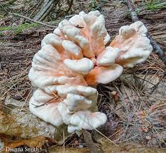 Attēlu rezultāti vaicājumam “Enteridium olivaceum young”