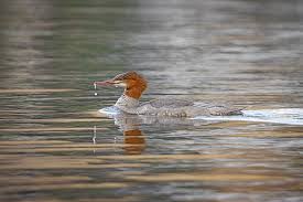 Attēlu rezultāti vaicājumam “Mergus merganser juvenile”