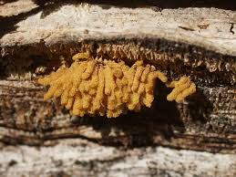 Attēlu rezultāti vaicājumam “Heterotrichia obvelata (syn. Arcyria obvelata) young”