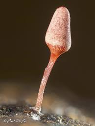 Attēlu rezultāti vaicājumam “Arcyria imperialis macro”