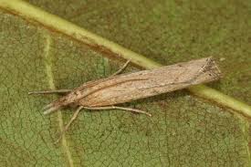 Attēlu rezultāti vaicājumam “Pediasia contaminella”