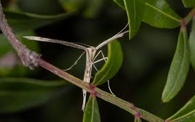 Attēlu rezultāti vaicājumam “Pterophorus pentadactyla”