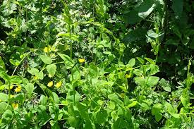 Attēlu rezultāti vaicājumam “Vicia pisiformis”