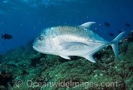 Image result for Caranx ignobilis